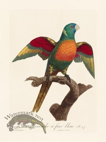 Barraband Parrot 047